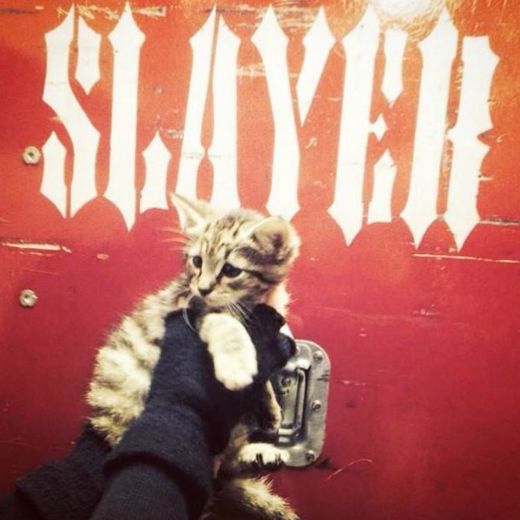 Slayer rescue homeless kitten while on tour